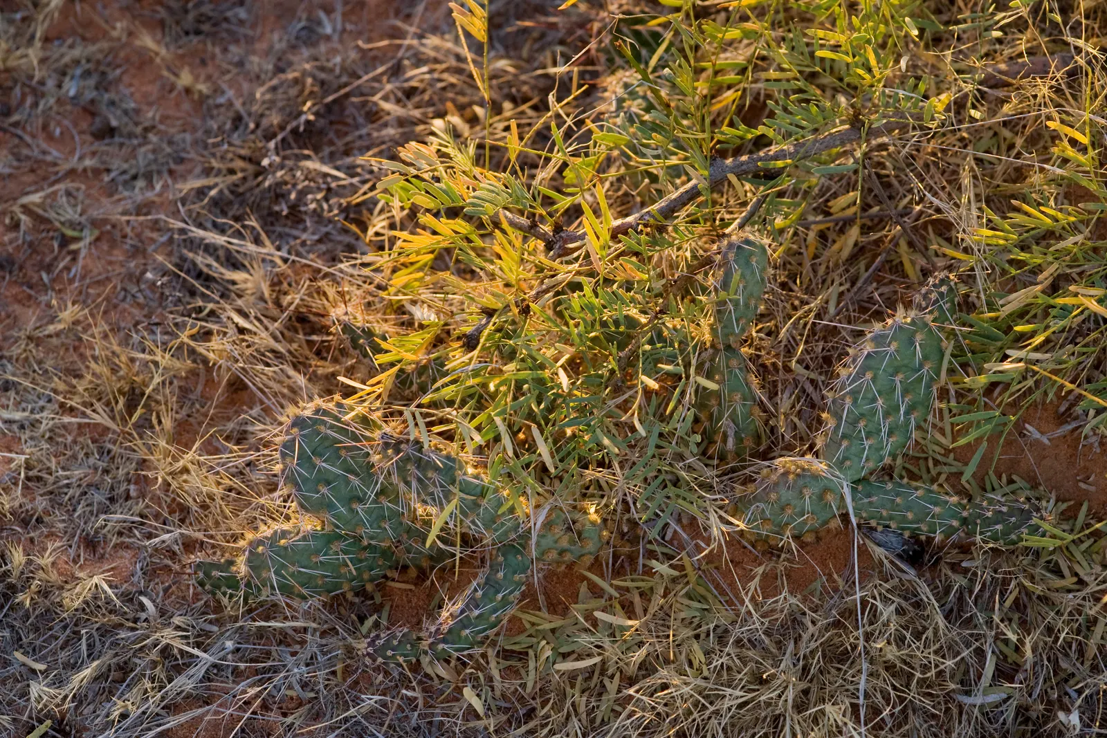 Old Man Prickly Pear (Opuntia Erinacea) — The Old Man Prickly Pear, or Opuntia erinacea, is a striking cactus native to the Southwest, image 45