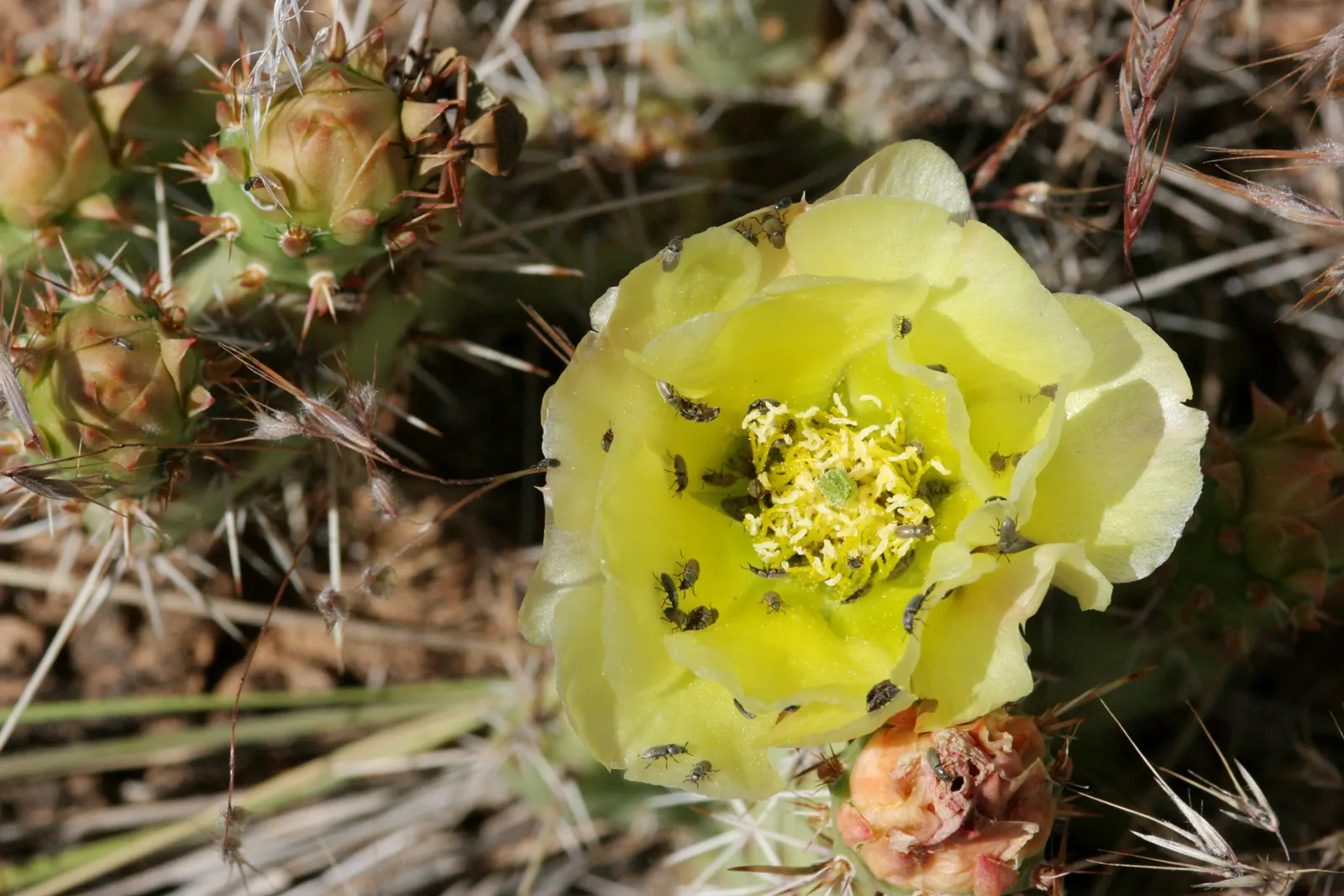 Old Man Prickly Pear (Opuntia Erinacea) — is a visually captivating species of cactus that excels in arid; the Old Man Prickly Pear exhibits yellow, image 50