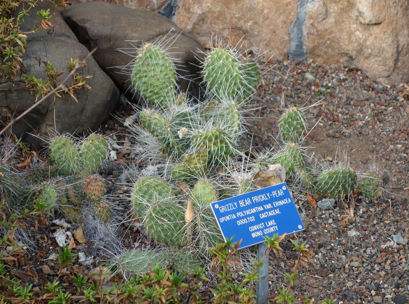 Old Man Prickly Pear (Opuntia Erinacea) — The cactus typically grows up to 2 to 3 feet in height and can spread equally as wide
