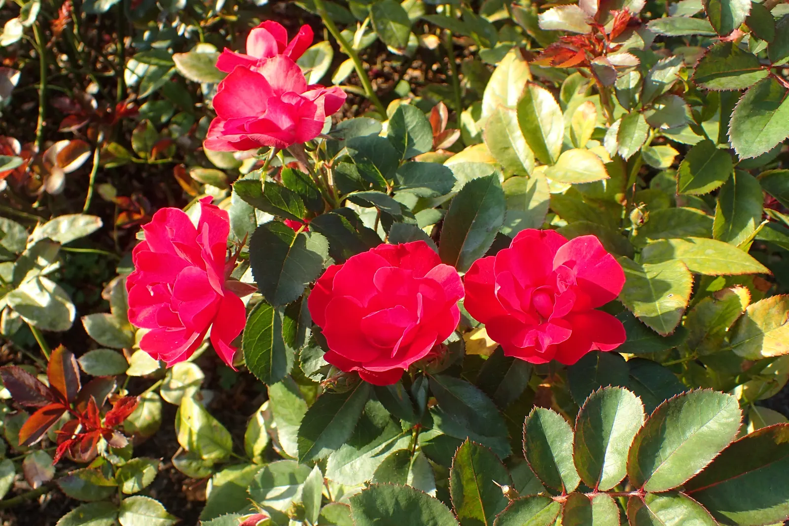 Kardinal Kolorscape Rose (Rosa Kardinal Kolorscape) — The Rosa 'Kardinal Kolorscape' is a resilient shrub rose