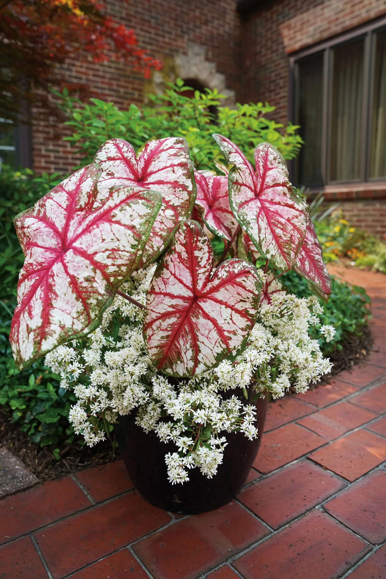 Bottle Rocket Sun or Shade Caladium (Caladium hortulanum) — is a vivid foliage annual with green and white leaves streaked by hot pink veins