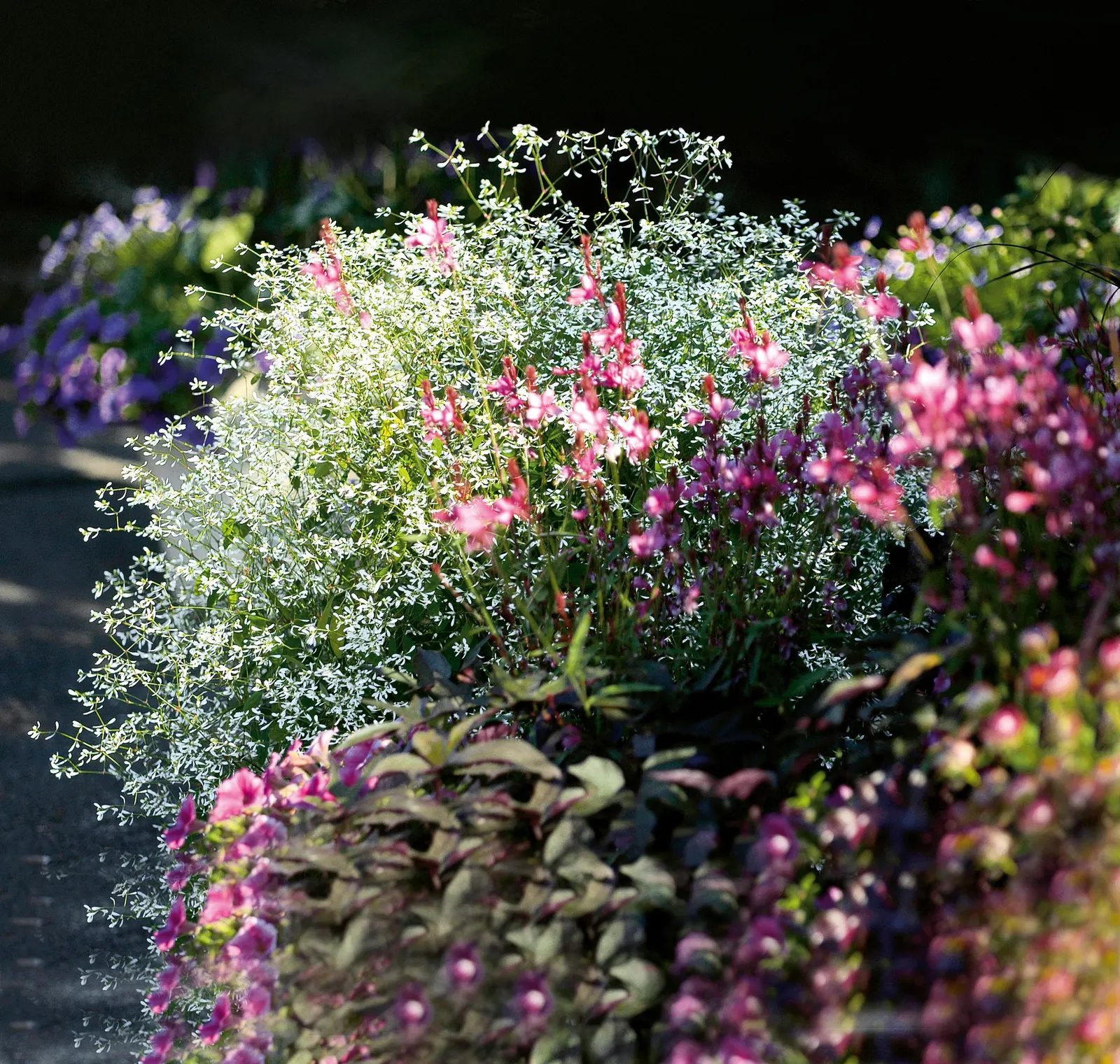 Diamond Snow® Euphorbia — hardy in USDA Zones 10a to 11b