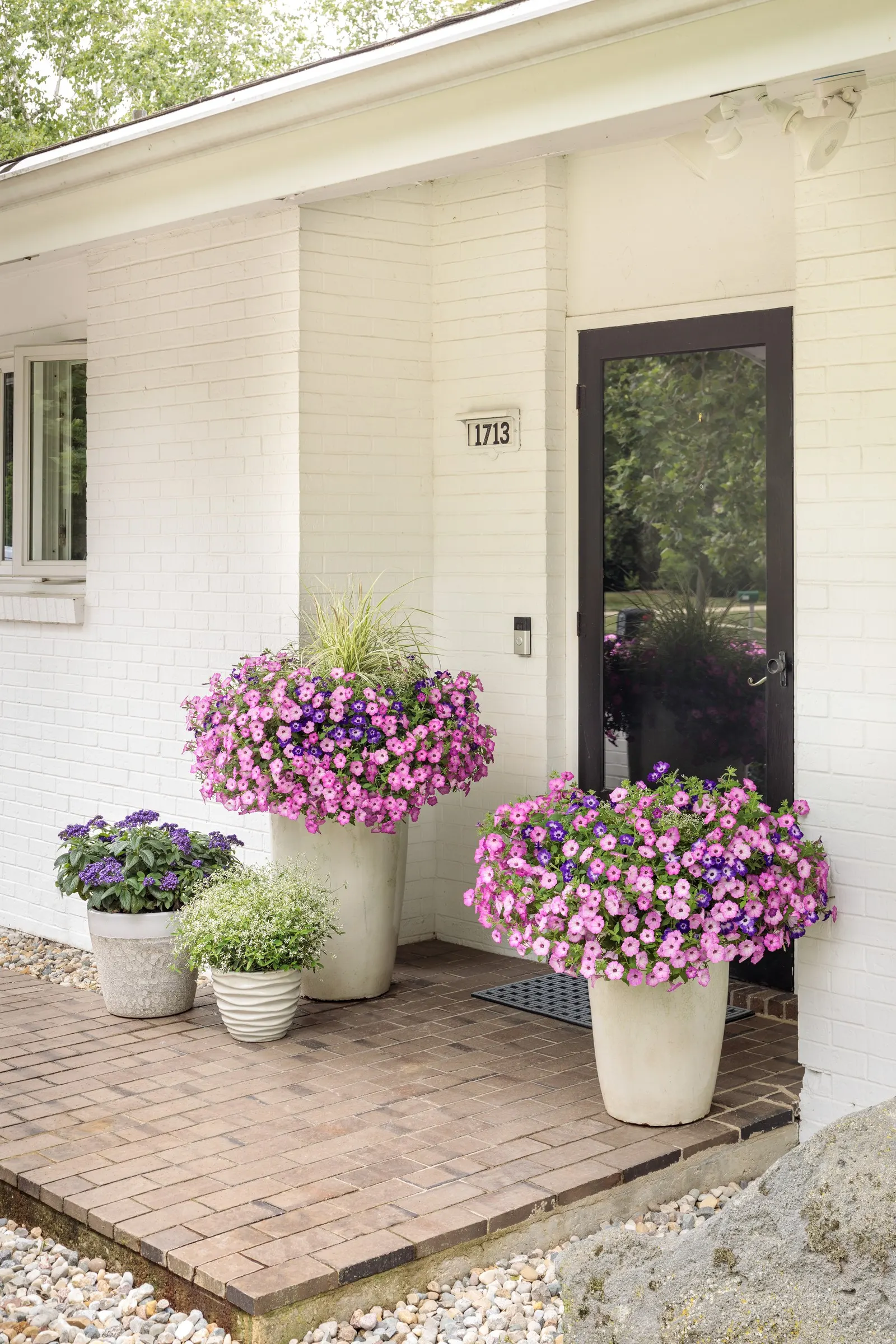 Blue Tiara™ petunia — Hardy in USDA Zones 10-11