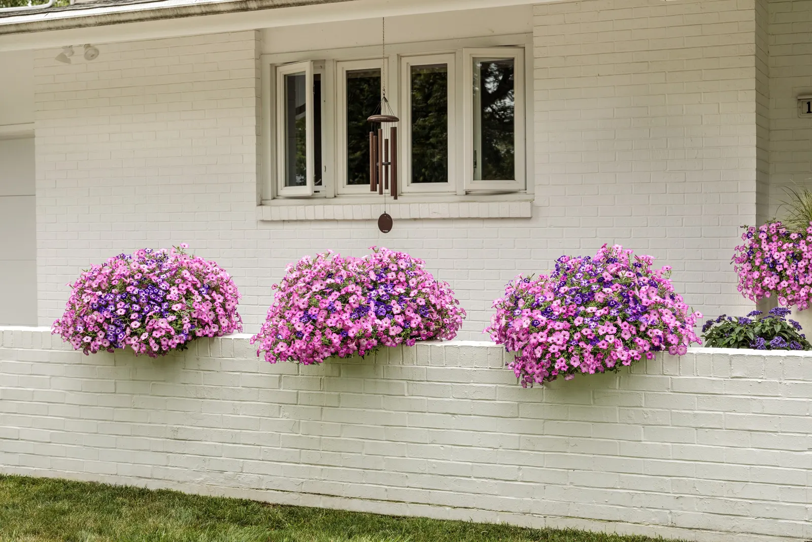 Blue Tiara™ petunia — Gardeners often note its quick bloom response and rich