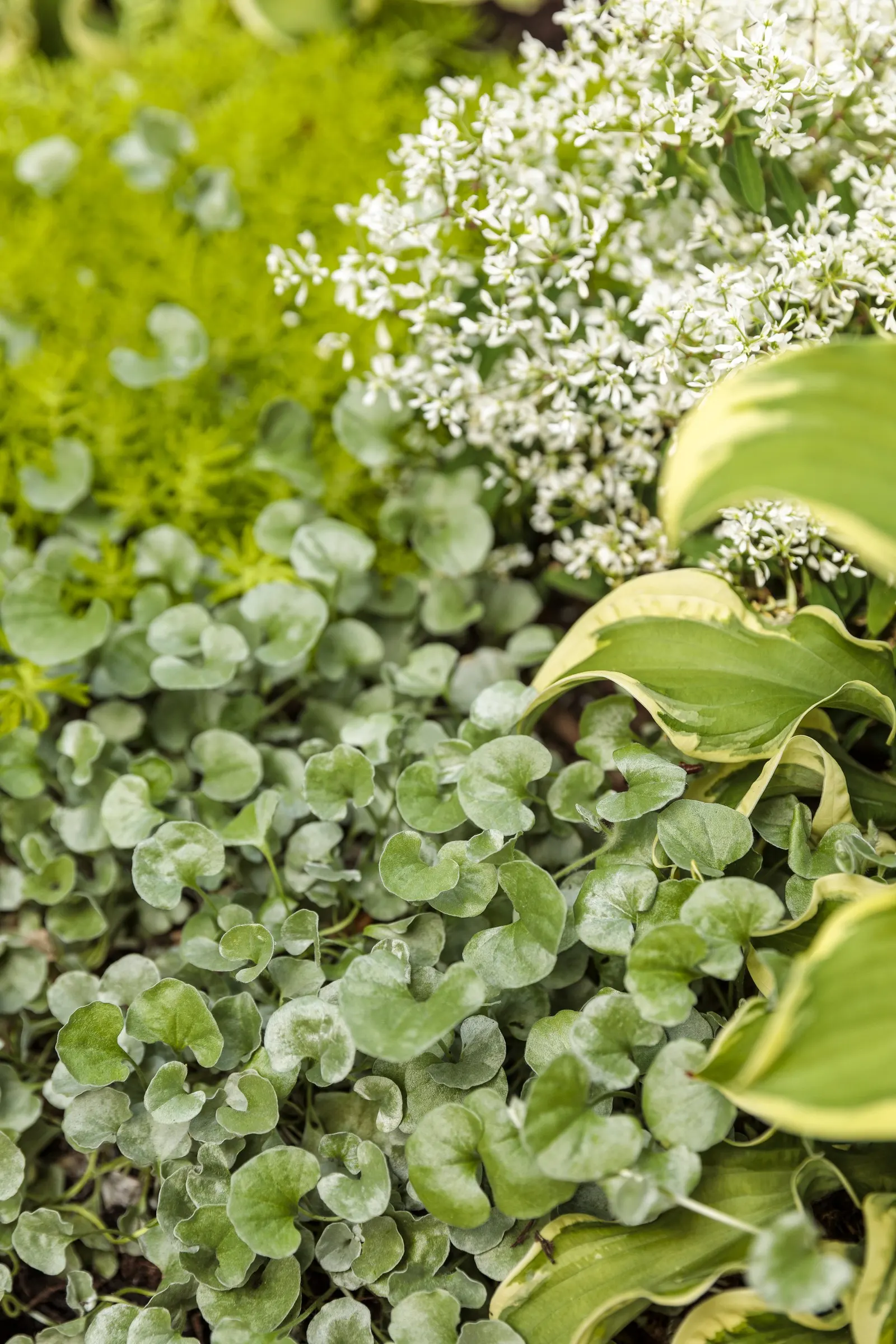 'Wheee!' Hosta (Hosta hybrid) — Proven Winners - Shadowland® 'Wheee!' - Hosta hybrid purple lavender plant details, information and resources