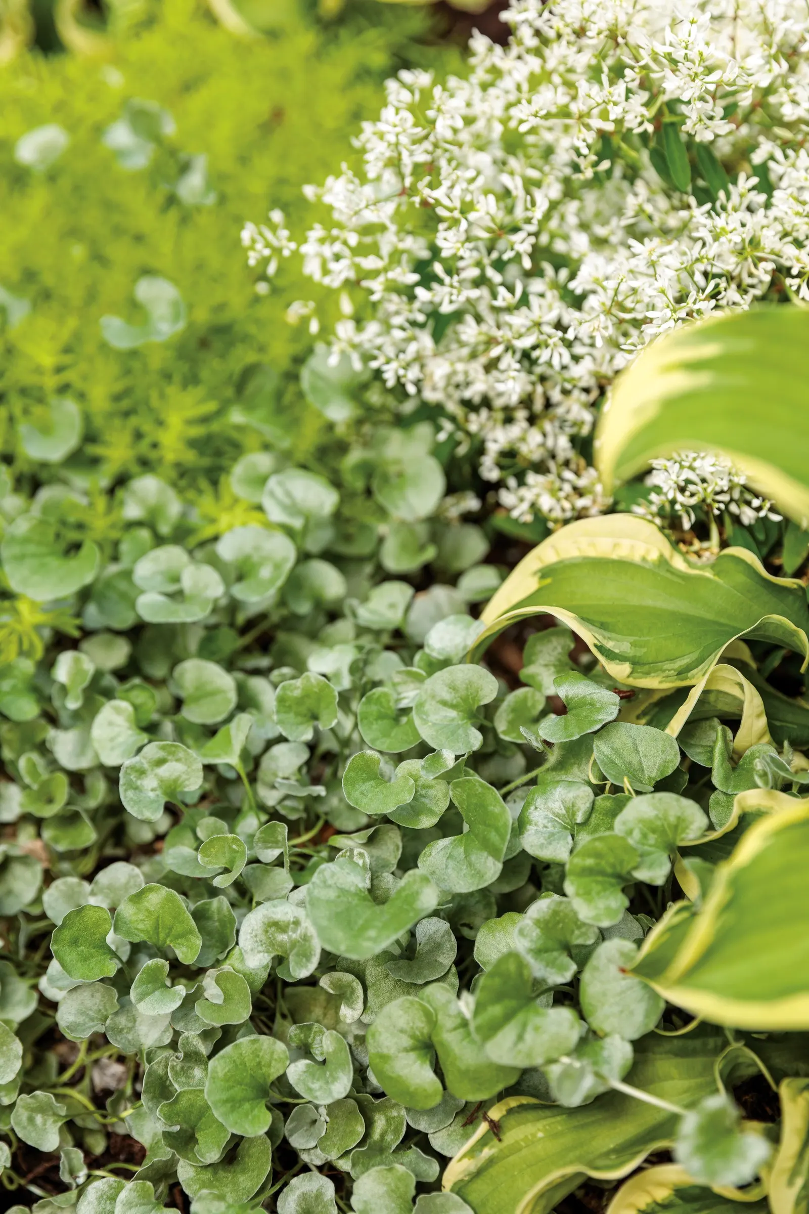 'Wheee!' Hosta (Hosta hybrid) — Clean away the dead foliage after frost to prevent insect problems the following year; purple flowers in the garden, image 29