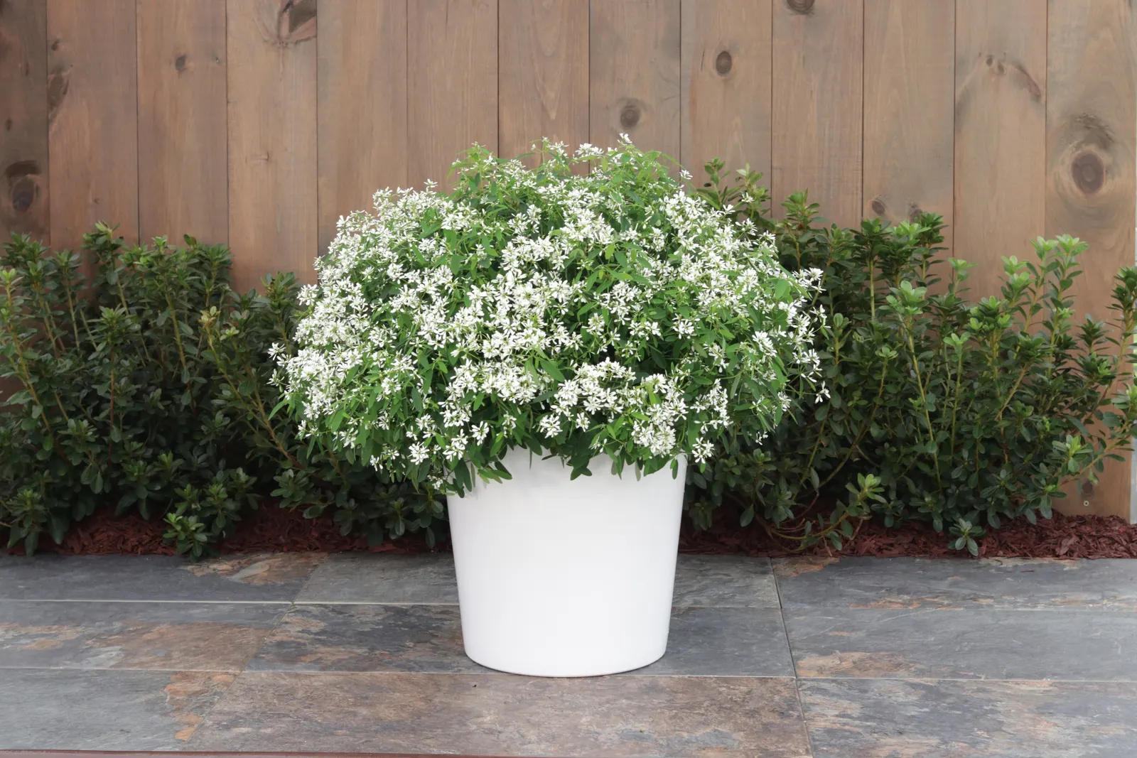 Diamond Snow® Euphorbia — Diamond Snow® forms a tidy dome that reads beautifully both up close and from a distance