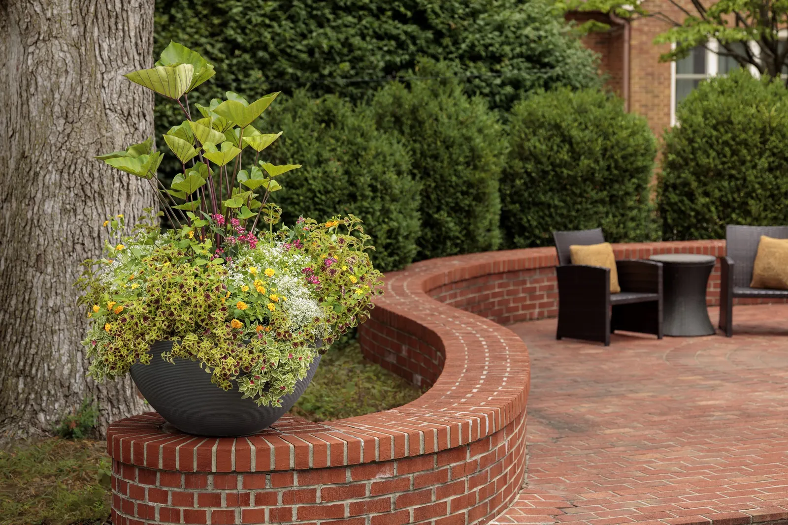 Goldengate™ Lantana (Lantana camara) — hardy in USDA Zones 9a through 11b; and less-than-perfect conditions with impressive resilience