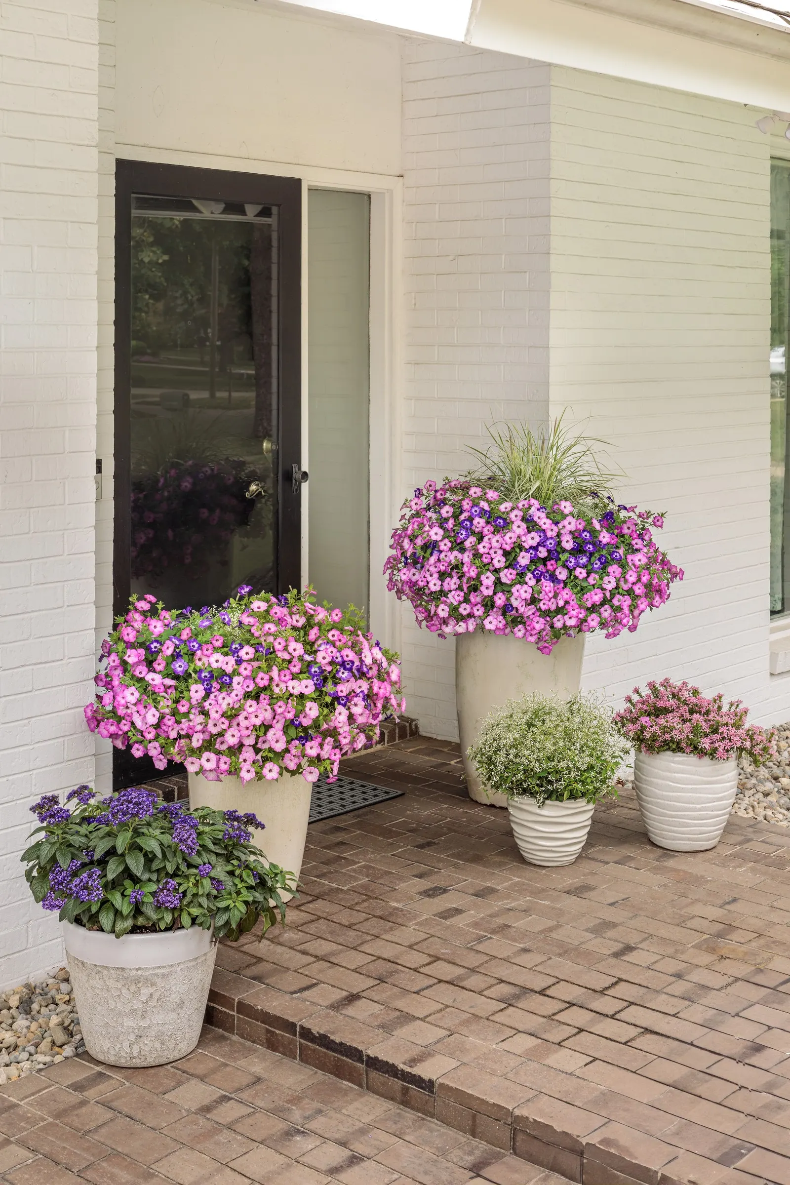 Blue Tiara™ petunia — prized for its luminous violet-blue blooms with crisp white centers