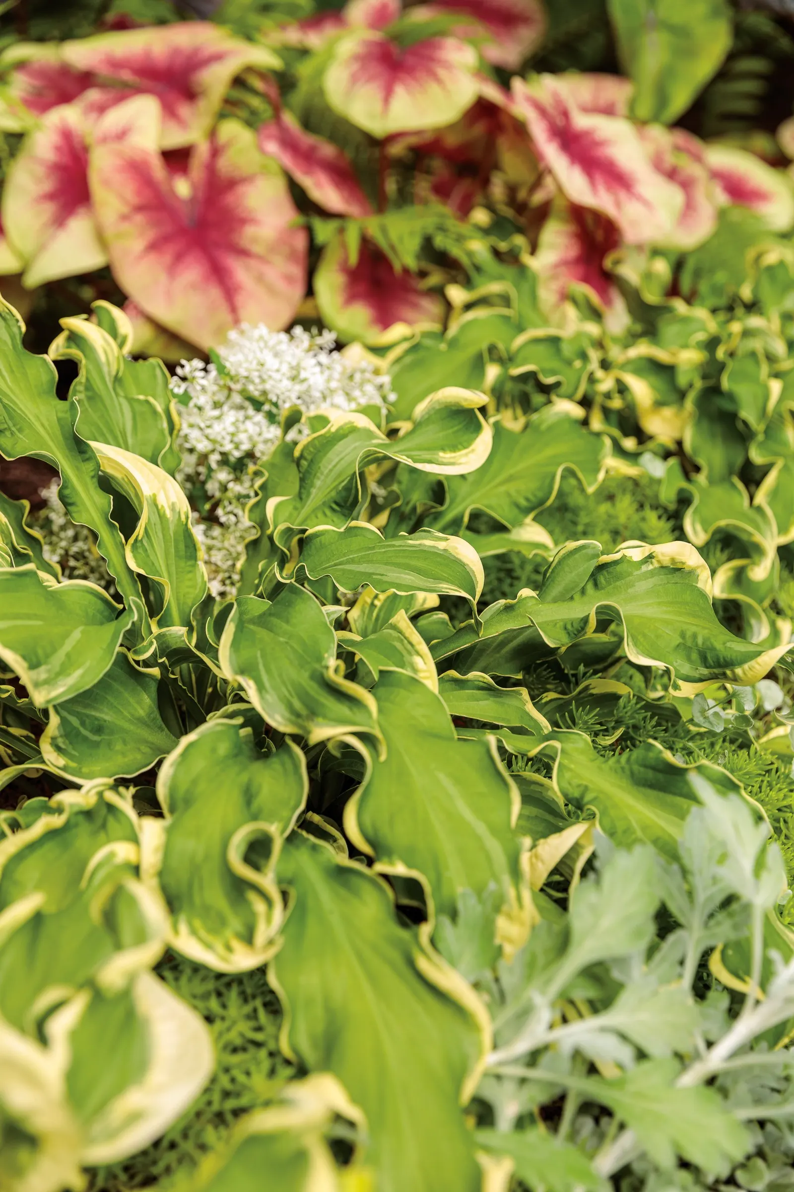 'Wheee!' Hosta (Hosta hybrid) — Proven Winners - Shadowland® 'Wheee!' - Hosta hybrid purple lavender plant details, information and resources; and, image 31