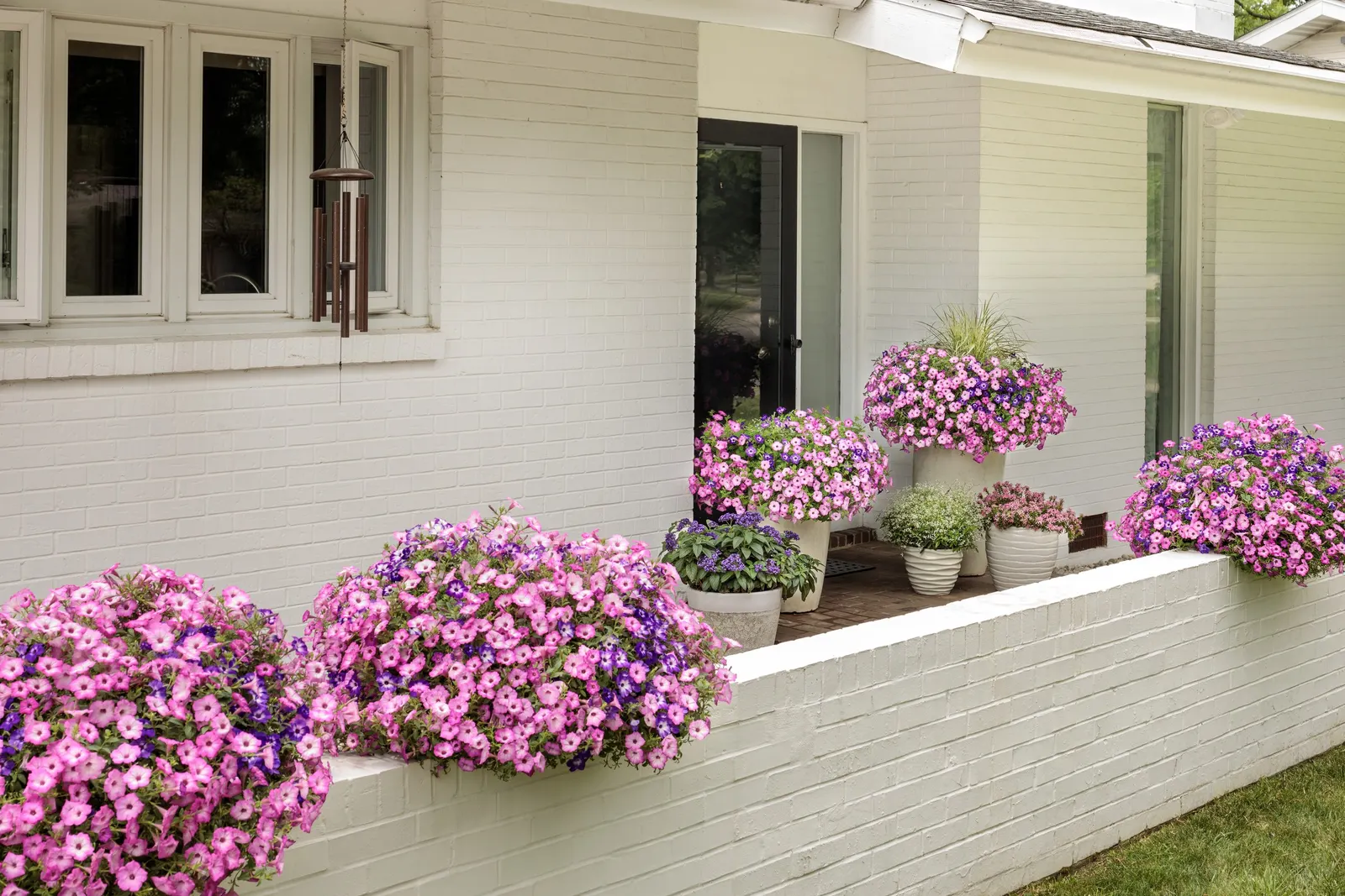 Blue Tiara™ petunia — commonly referred to as Blue Tiara™ petunia