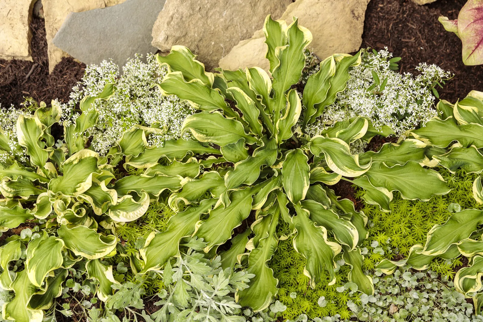 Lemon Blush Shade Caladium (Caladium hortulanum) — while gardeners in colder climates will treat it as a summer annual or bring it indoors as a bright
