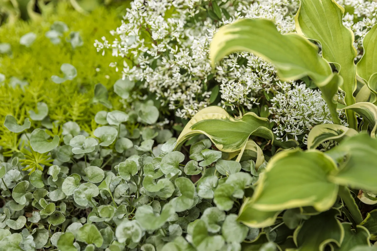 Silver Falls™ Dichondra (Dichondra argentea) — Part of the Proven Winners® collection; it appreciates well-drained soil and average watering, image 72