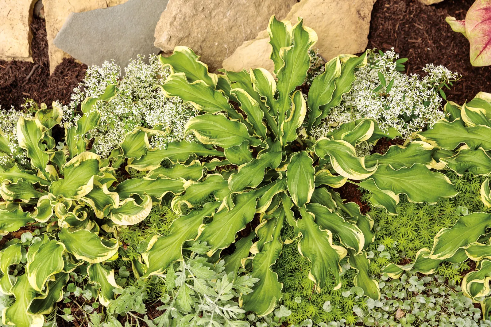 'Wheee!' Hosta (Hosta hybrid) — purple flowers in the garden; hostas grow best in moist, image 40