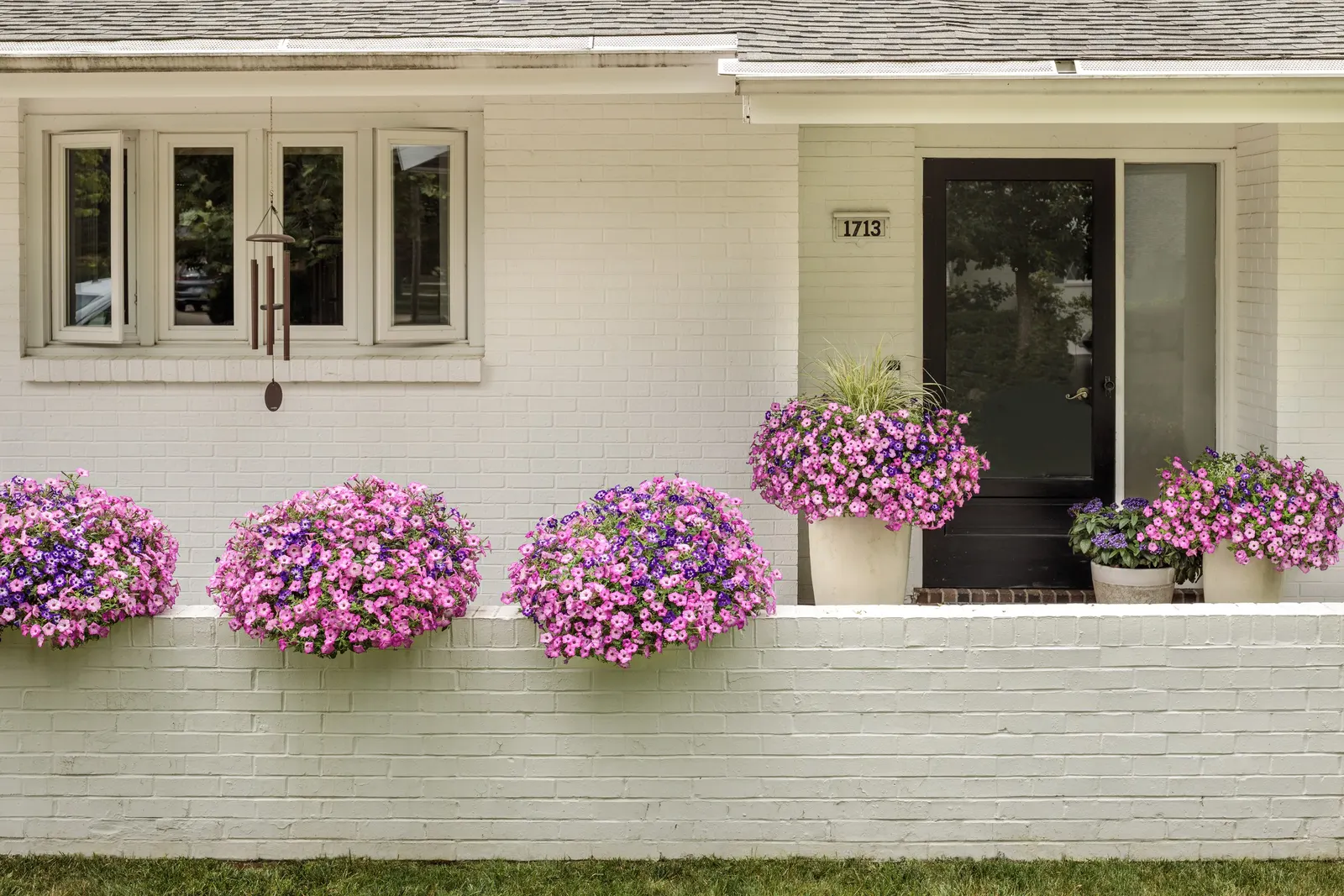 Blue Tiara™ petunia — consistent color through summer