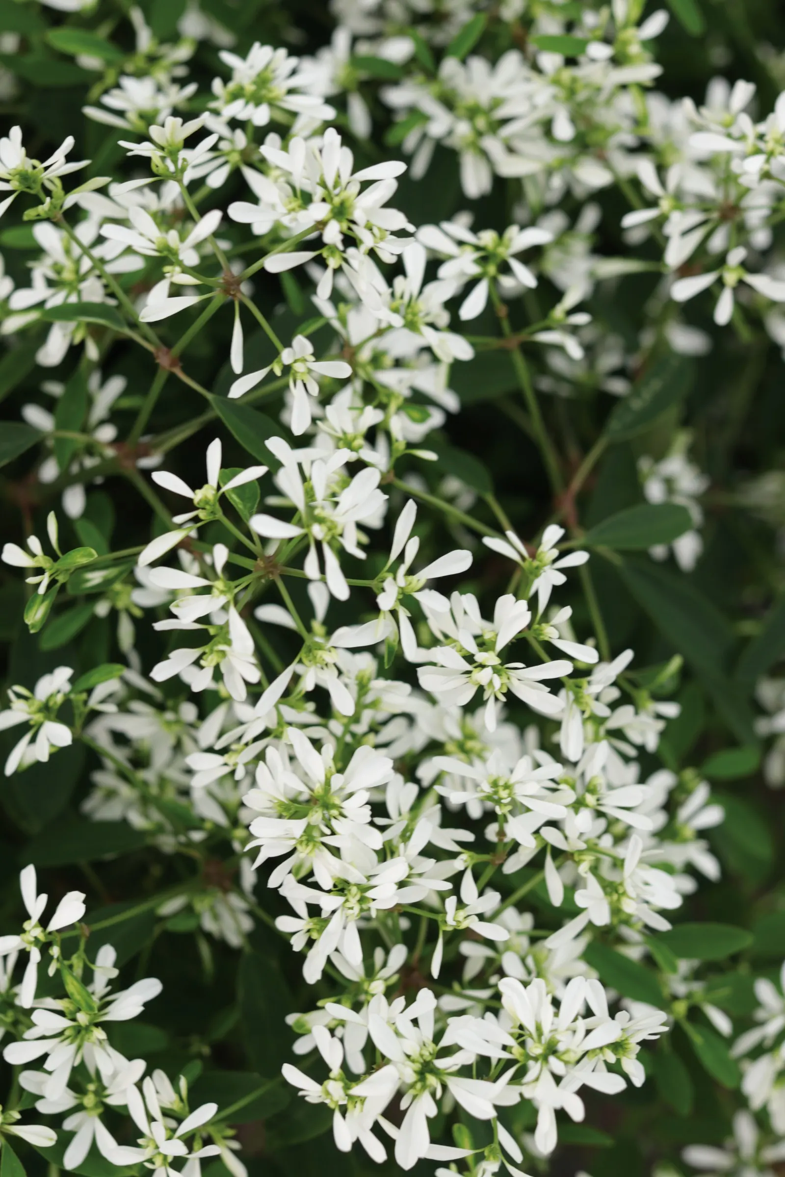 Diamond Snow® Euphorbia — Hardy in USDA Zones 10a-11b; it forms a tidy mound 12-18 inches tall and wide, blooming from planting to frost, image 129
