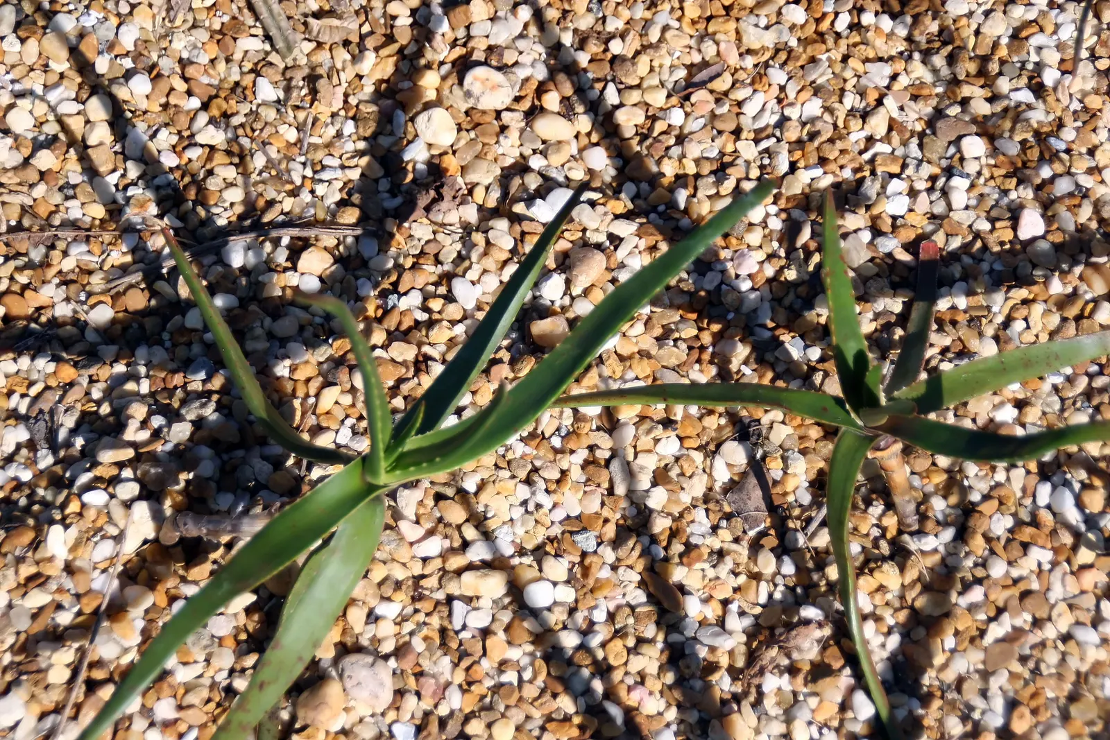Reynolds Aloe (Aloe Massawana) — orange flowers in the garden; the Reynolds Aloe (Aloe massawana) is a striking succulent plant that presents a lush, image 70