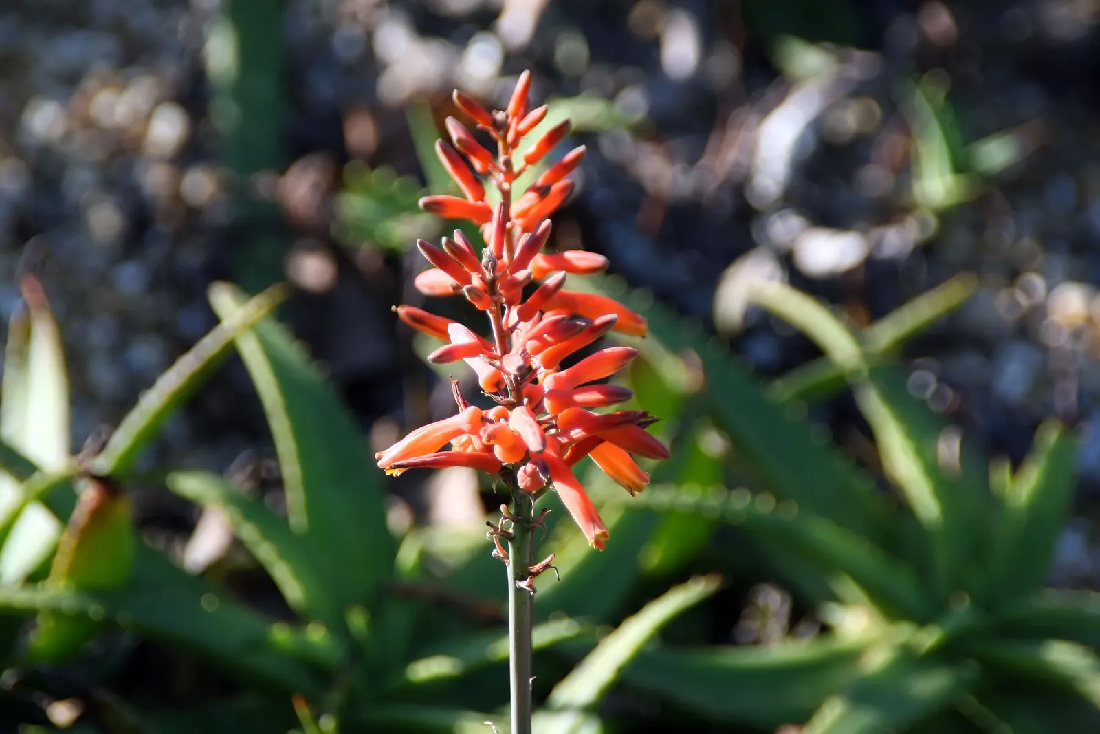 Reynolds Aloe (Aloe Massawana) — In late winter to early spring; it is notably drought-resistant, image 61