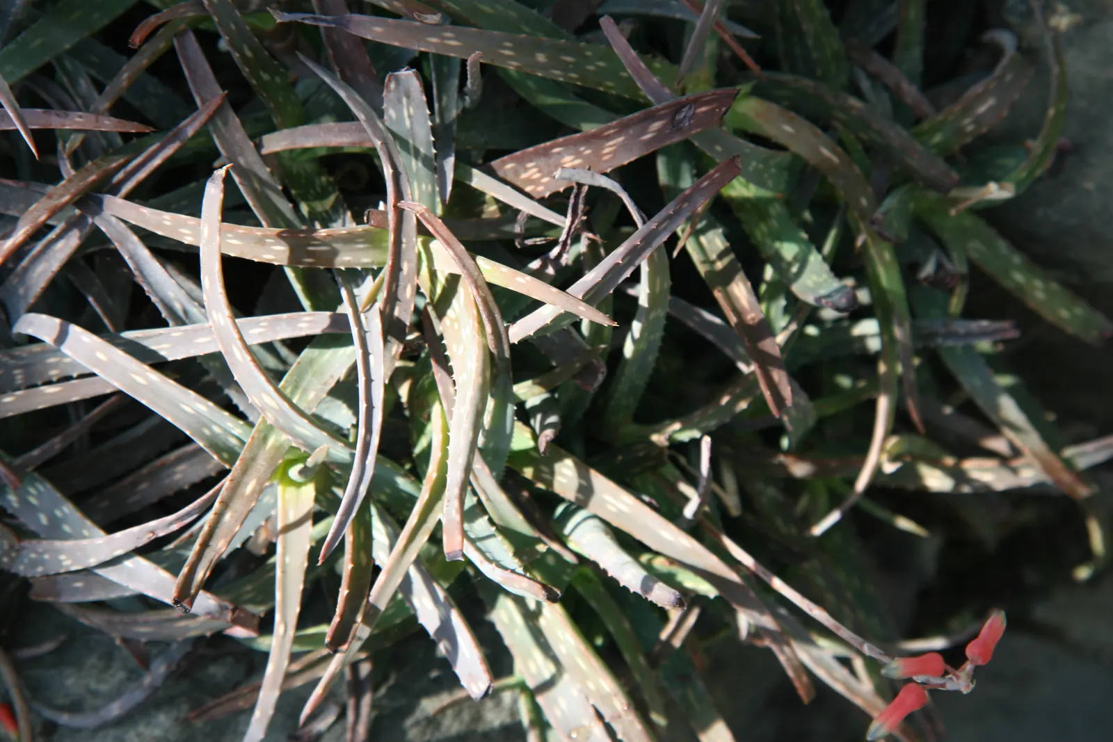 Reynolds Aloe (Aloe Massawana) — It features rosettes of fleshy, lance-shaped leaves, growing to approximately 18 inches wide; reynolds Aloe, image 50