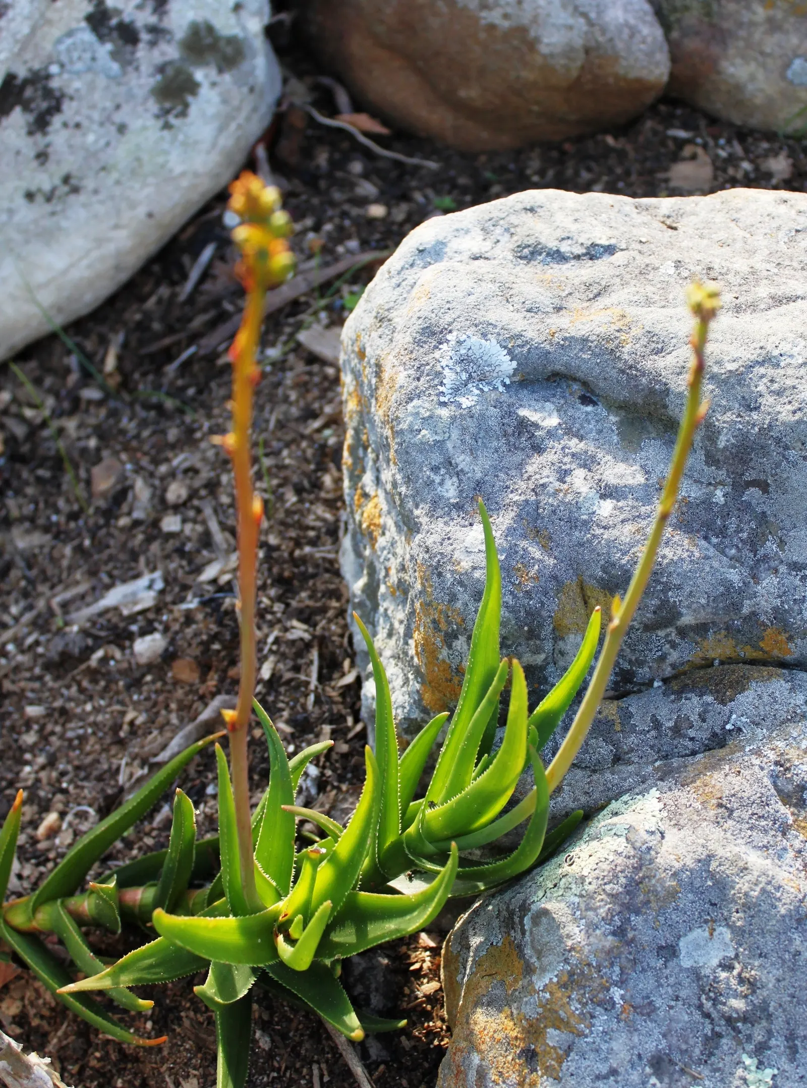 Reynolds Aloe (Aloe Massawana) — When integrating Aloe massawana into landscape designs; thus an excellent choice for xeriscaping or low water-use, image 68