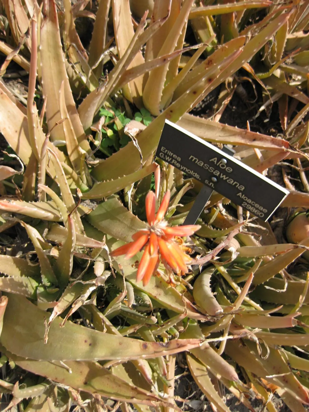 Reynolds Aloe (Aloe Massawana) — Regular, though minimal, irrigation during dry periods will keep it thriving without oversaturating the soil, image 69