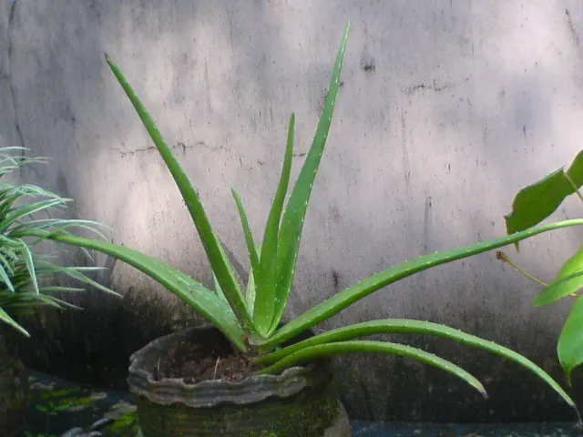 Reynolds Aloe (Aloe Massawana) — succulent for full; regular, though minimal, irrigation during dry periods will keep it thriving without, image 96