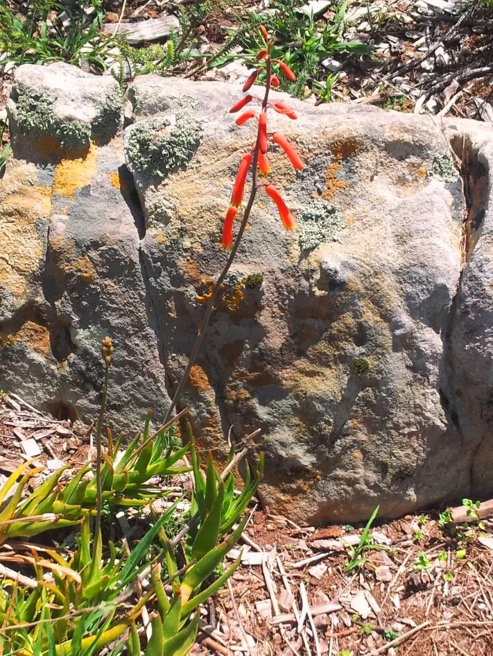 Reynolds Aloe (Aloe Massawana) — Reynolds Aloe (Aloe massawana) is an elegant, evergreen succulent; ideal for USDA zones 9-11, image 73