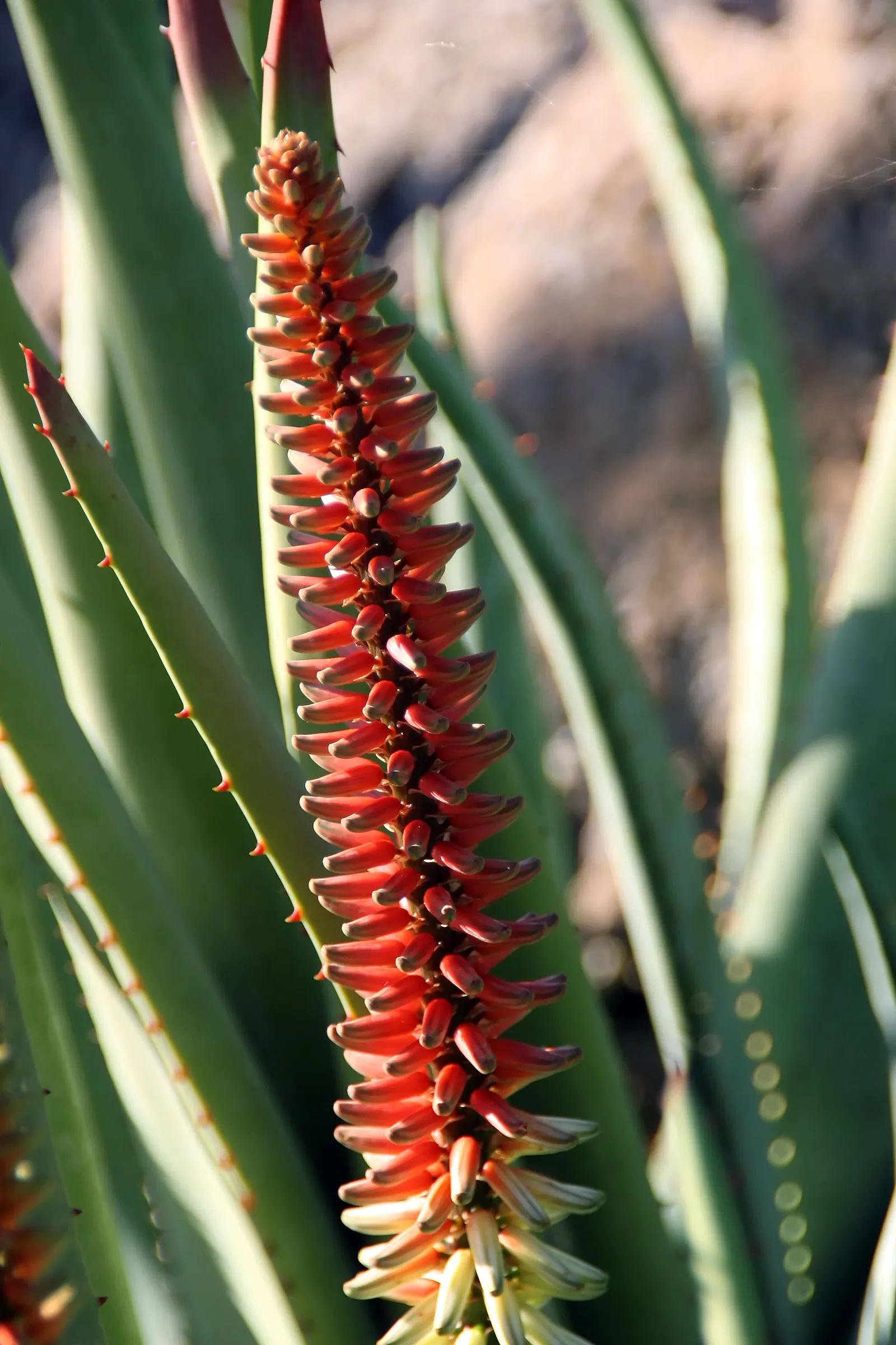 Reynolds Aloe (Aloe Massawana) — tropical flair to any landscape; this drought-tolerant species prefers full sun to partial shade and well-drained, image 56