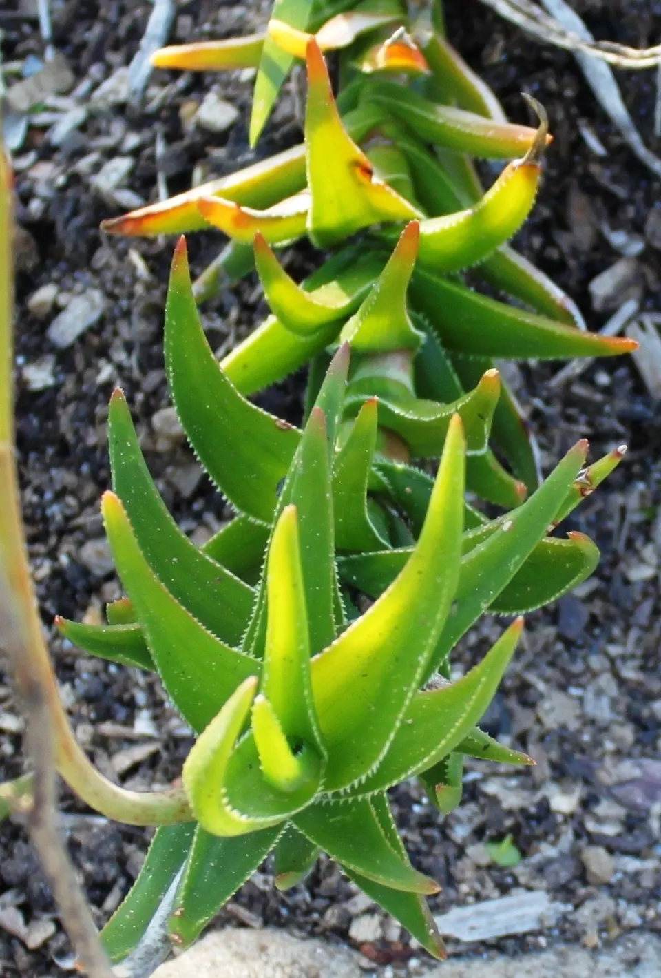 Reynolds Aloe (Aloe Massawana) — In late winter to early spring; it is notably drought-resistant, image 85