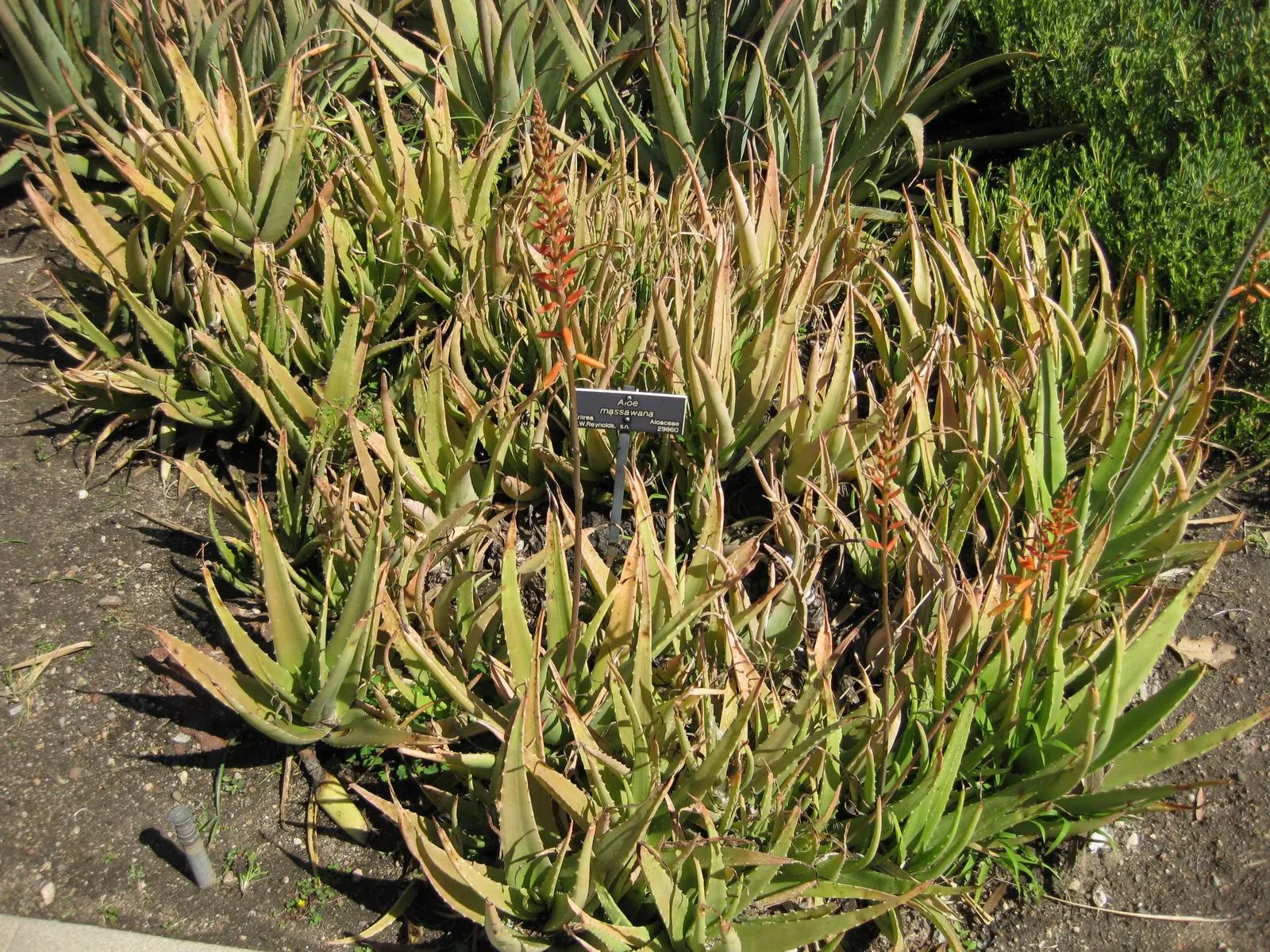 Reynolds Aloe (Aloe Massawana) — you can expect to see the robust emergence of the flower stalks; succulent with orange blooms, image 86