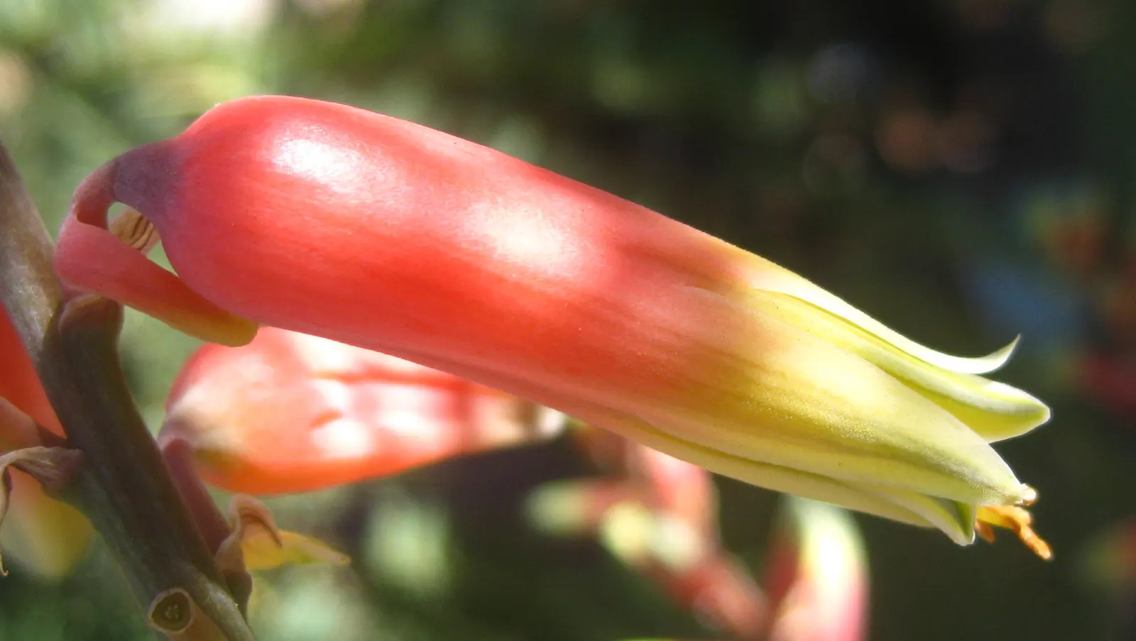 Reynolds Aloe (Aloe Massawana) — it is notably drought-resistant
