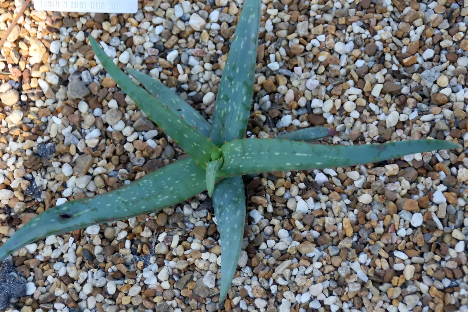 Reynolds Aloe (Aloe Massawana) — Reynolds Aloe (Aloe massawana) is an elegant, evergreen succulent; ideal for USDA zones 9-11, image 97