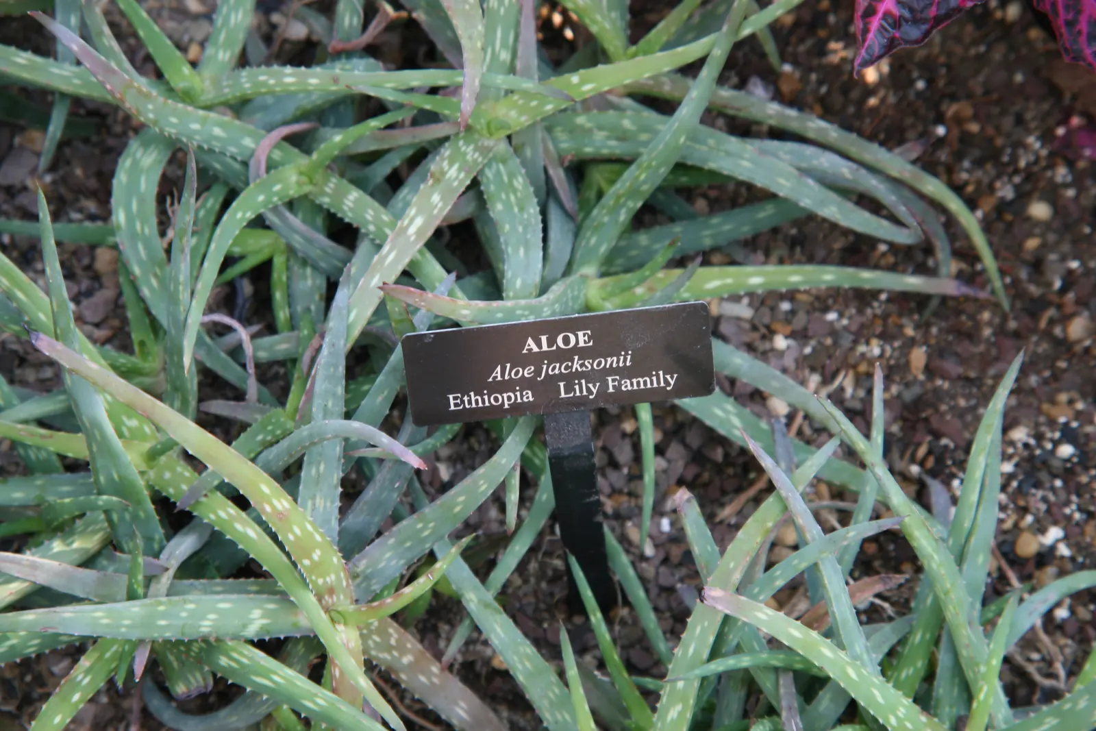 Reynolds Aloe (Aloe Massawana) — thus an excellent choice for xeriscaping or low water-use gardens; when integrating Aloe massawana into landscape designs