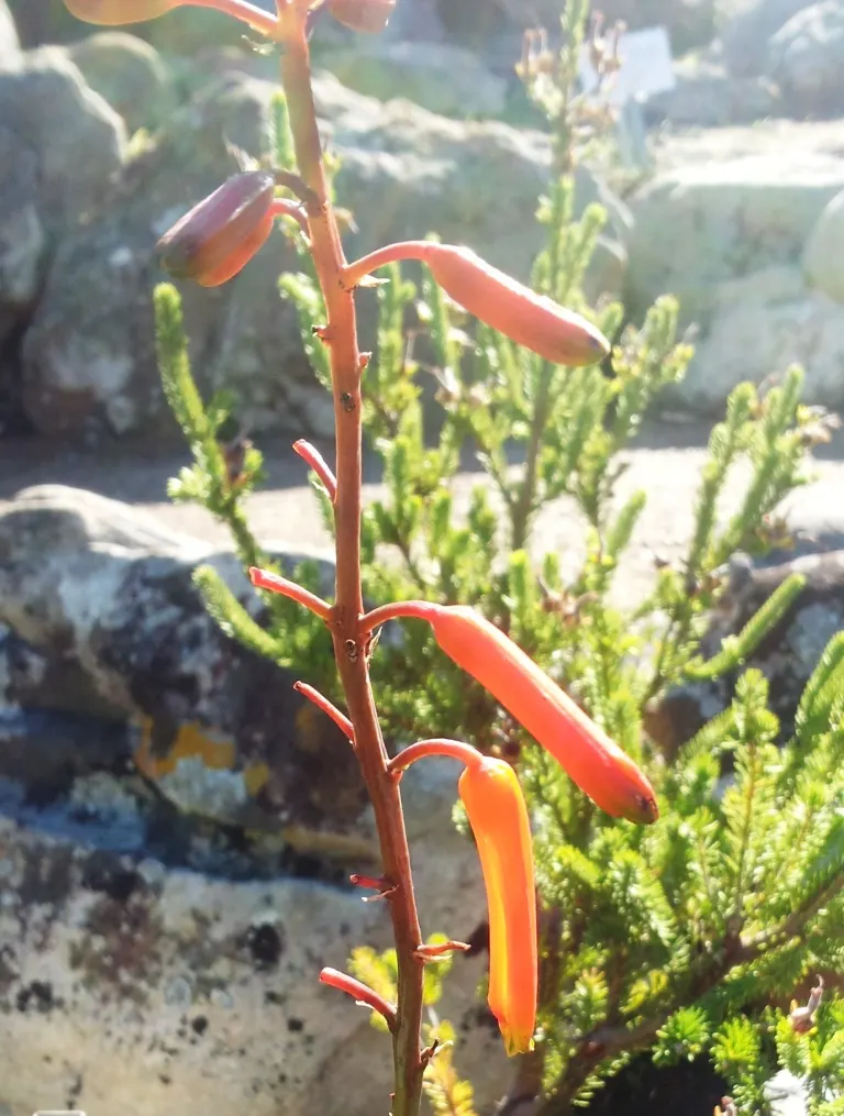 Reynolds Aloe (Aloe Massawana) — Regular, though minimal, irrigation during dry periods will keep it thriving without oversaturating the soil; succulent for