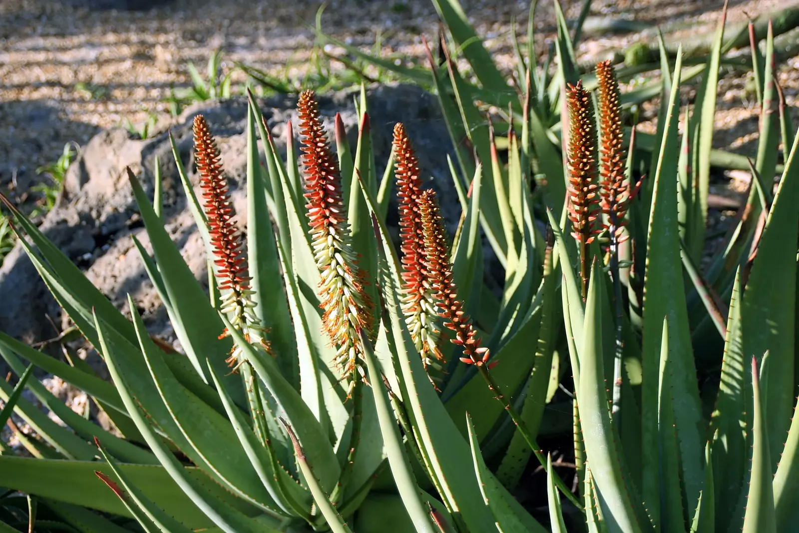 Reynolds Aloe (Aloe Massawana) — succulent with orange blooms