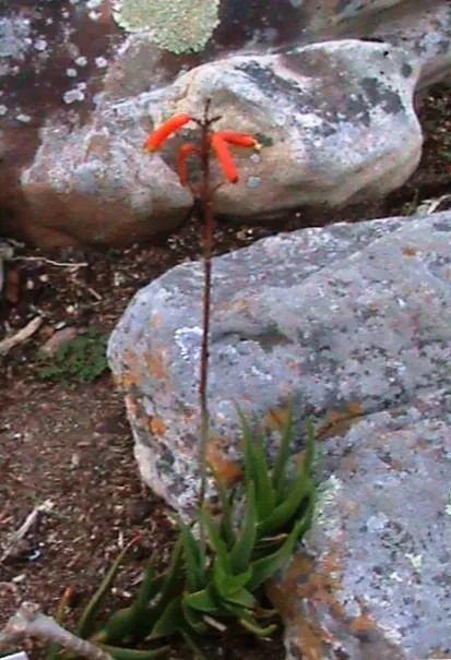 Reynolds Aloe (Aloe Massawana) — Its vibrant orange-red blooms emerge on spikes up to 2 feet tall, providing a striking contrast in the garden; this aloe