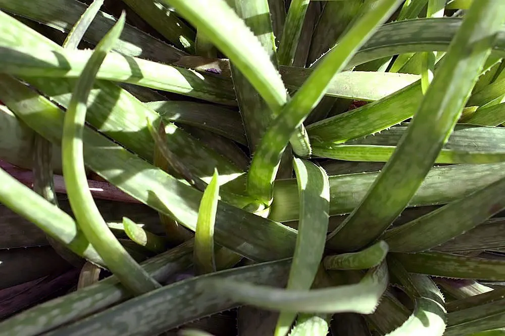 Reynolds Aloe (Aloe Massawana) — but it should be protected from frost to prevent damage to the foliage and blooms; where it thrives in rugged terrains
