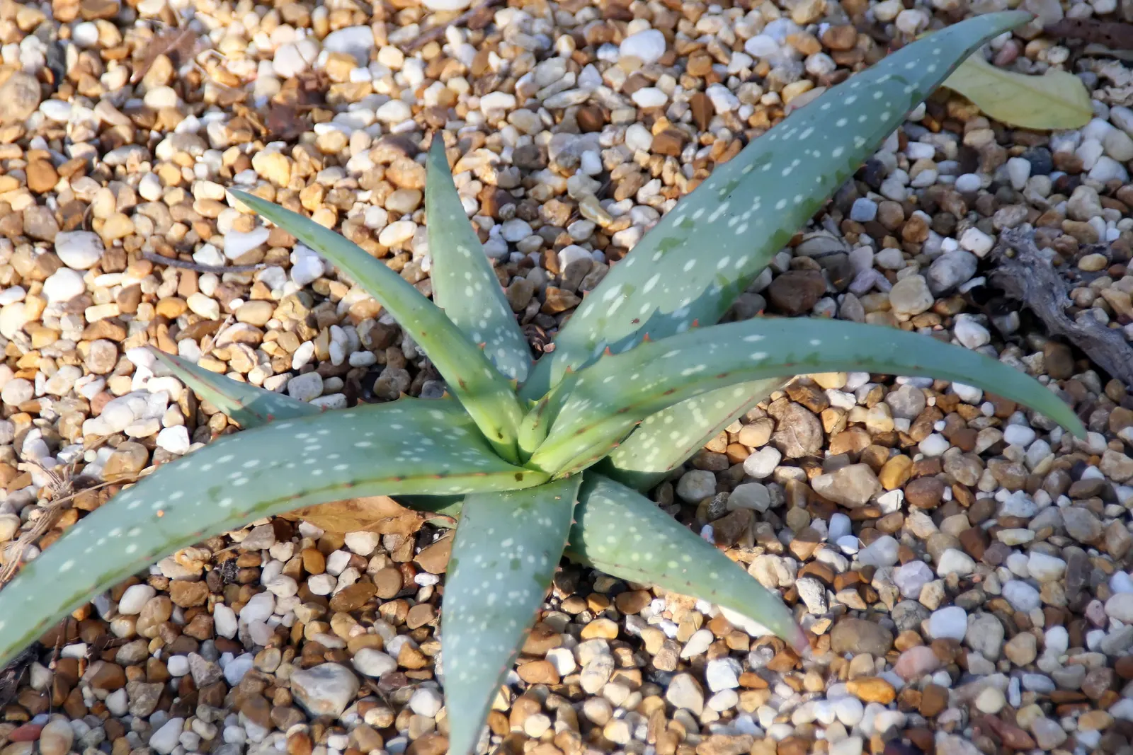 Reynolds Aloe (Aloe Massawana) — where it thrives in rugged terrains; but it should be protected from frost to prevent damage to the foliage and, image 82