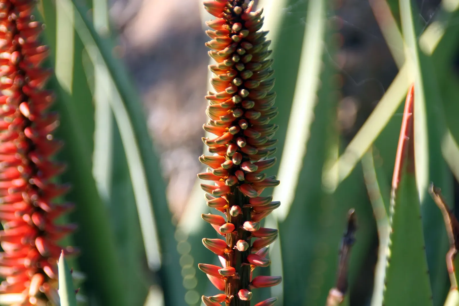 Reynolds Aloe (Aloe Massawana) — In late winter to early spring