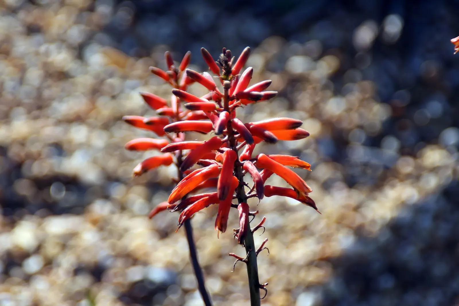 Reynolds Aloe (Aloe Massawana) — It features rosettes of fleshy, lance-shaped leaves, growing to approximately 18 inches wide