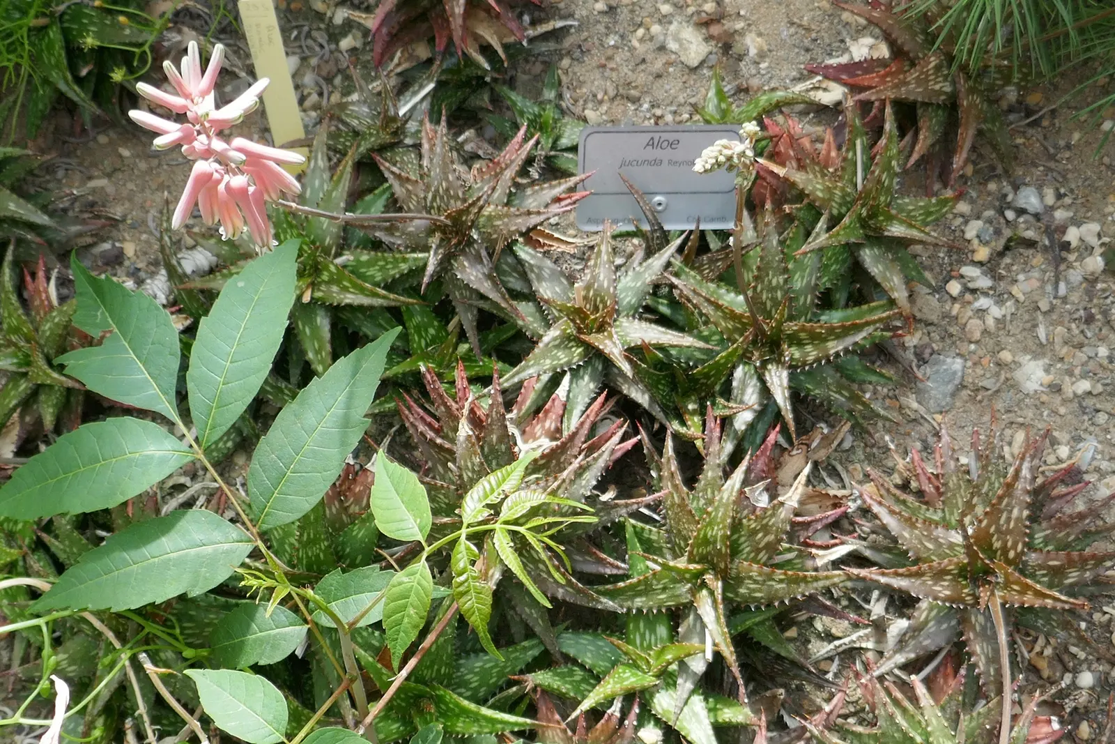 Reynolds Aloe (Aloe Massawana) — tropical flair to any landscape; this drought-tolerant species prefers full sun to partial shade and well-drained, image 80