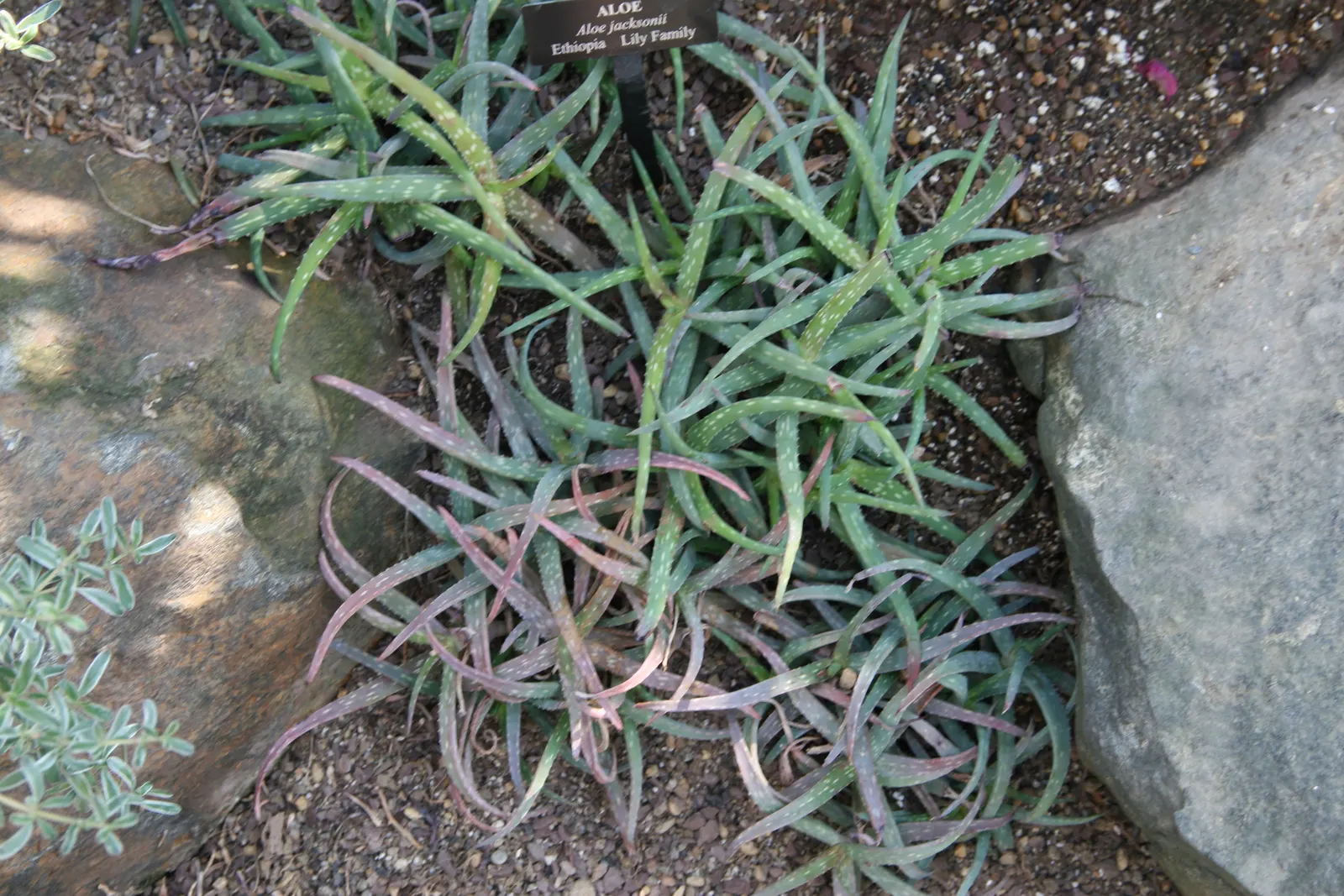 Reynolds Aloe (Aloe Massawana) — The leaf margins are lined with small teeth, which add texture and interest; this intriguing species is native to the