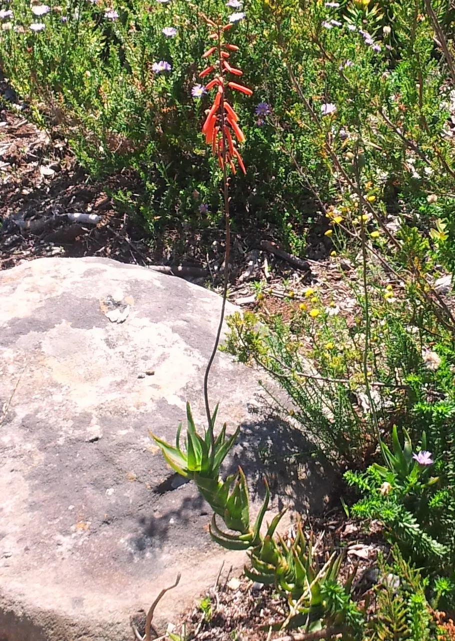 Reynolds Aloe (Aloe Massawana) — this drought-tolerant species prefers full sun to partial shade and well-drained soil; tropical flair to any, image 77