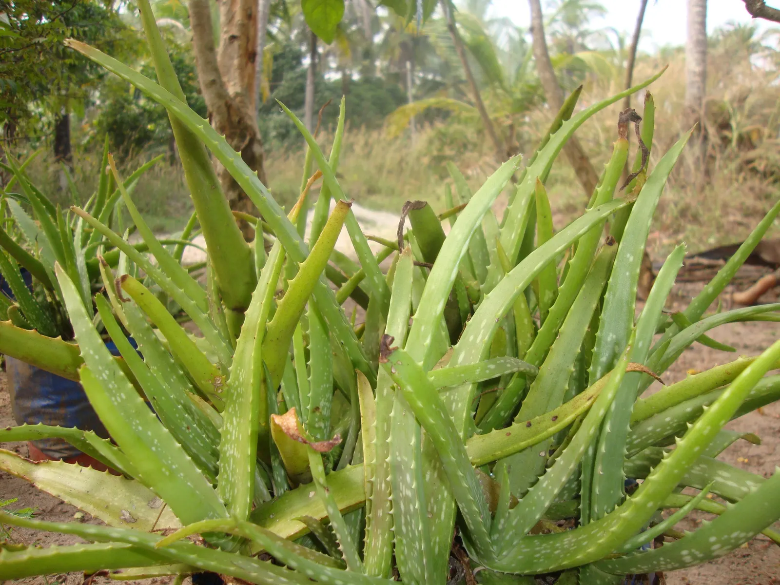 Reynolds Aloe (Aloe Massawana) — This aloe species can tolerate temperatures down to about 30&deg;F; its vibrant orange-red blooms emerge on spikes, image 90