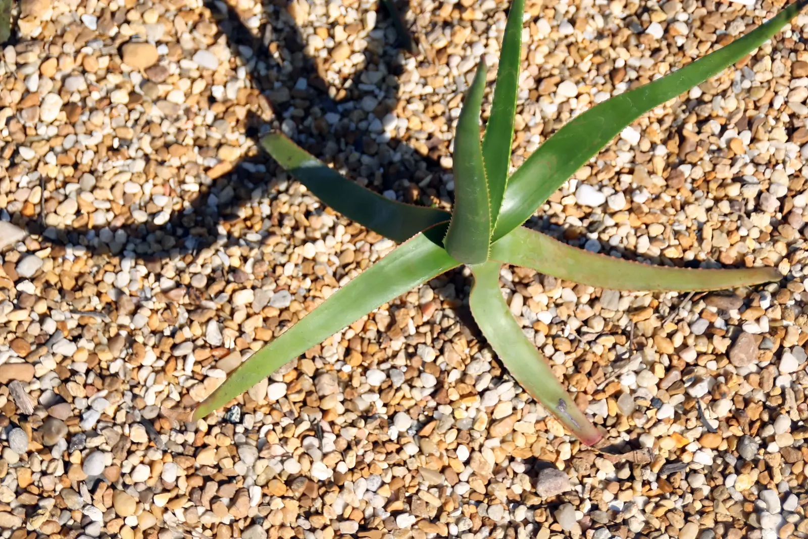 Reynolds Aloe (Aloe Massawana) — but it should be protected from frost to prevent damage to the foliage and blooms; where it thrives in rugged, image 67