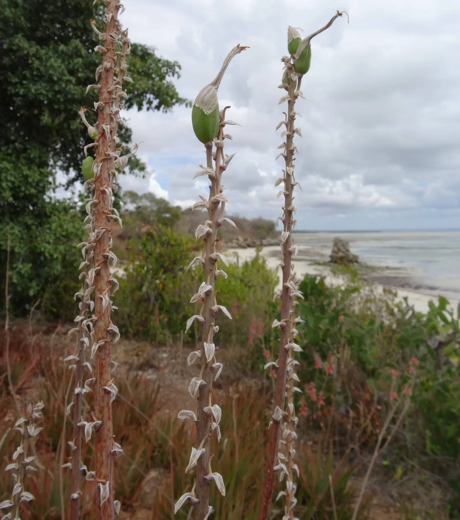 Reynolds Aloe (Aloe Massawana) — When integrating Aloe massawana into landscape designs