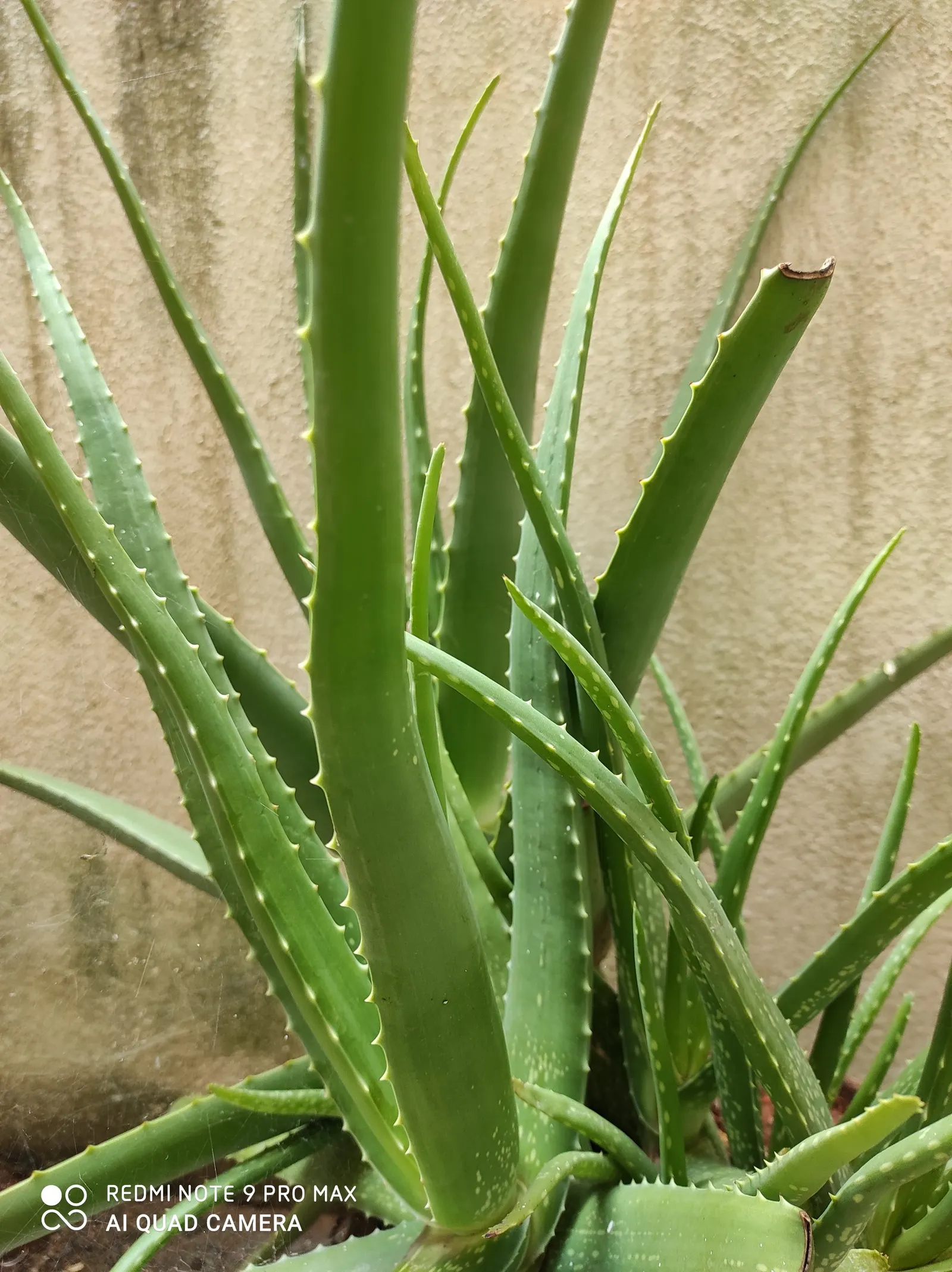 Reynolds Aloe (Aloe Massawana) — It features rosettes of fleshy, lance-shaped leaves, growing to approximately 18 inches wide; reynolds Aloe, image 74