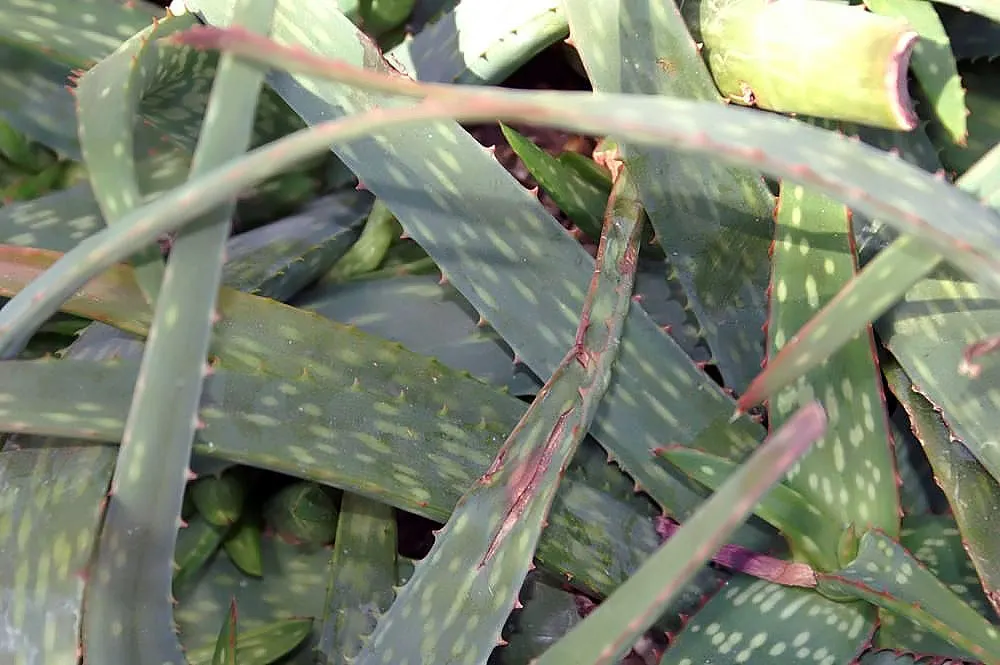 Reynolds Aloe (Aloe Massawana) — Its vibrant orange-red blooms emerge on spikes up to 2 feet tall, providing a striking contrast in the garden, image 51