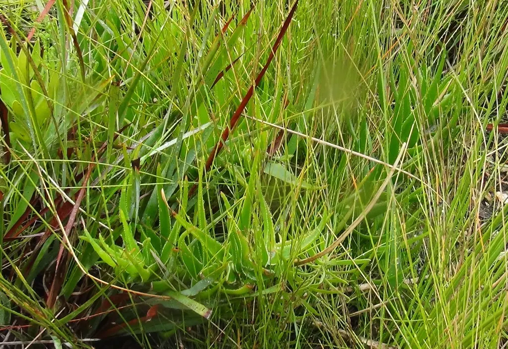 Reynolds Aloe (Aloe Massawana) — In late winter to early spring; it is notably drought-resistant