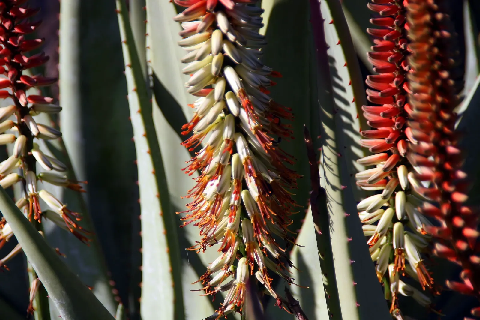 Reynolds Aloe (Aloe Massawana) — Regular, though minimal, irrigation during dry periods will keep it thriving without oversaturating the soil, image 93